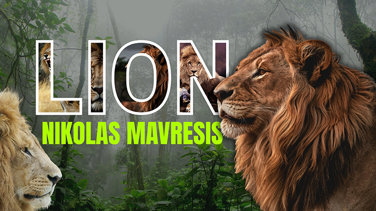 Lion | Nikolas Mavresis - Video Download