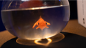 Fishbowl Production | Murphy's Magic