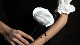 Fantasy Rose | Leon, Bond Lee & MS Magic