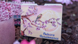 Sakura Renaissance 3D Pop-up Sunlight Edition Playing Cards