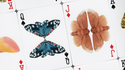 MOTHS (Stripe Edition) | Matthew Palladino