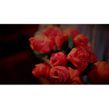 The Saint-Exerpury Rose by Vincent Mendoza & Lost Art Magic - Video DOWNLOA