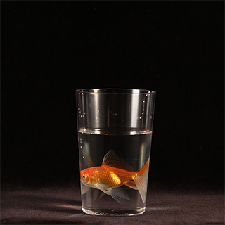 Milk To | Bazar de Magia