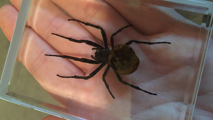Ominous Deck (Spider) | Diamond Jim Tyler