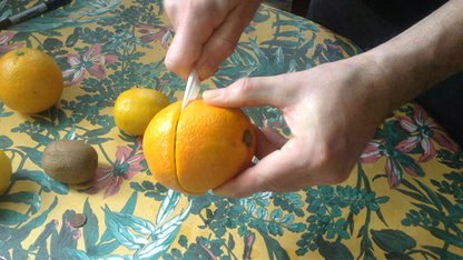 CITRUS: The Next Generation (C1 - Large) | Nourdine