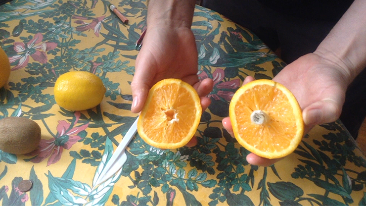 CITRUS: The Next Generation (C1 - Large) | Nourdine