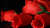 The Rose 2.0 (Red) | Bond Lee &amp; Wenzi Magic 
