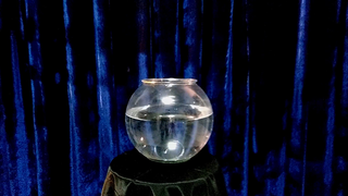 Appearing Fish in Bowl | Sorcier Magic 