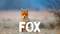 FOX | Esya G - (Download)