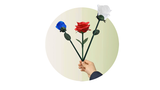 Rainbow Rose | JL Magic